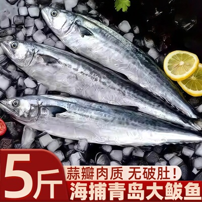 青岛大鲅鱼马鲛鱼无冰野生海鱼