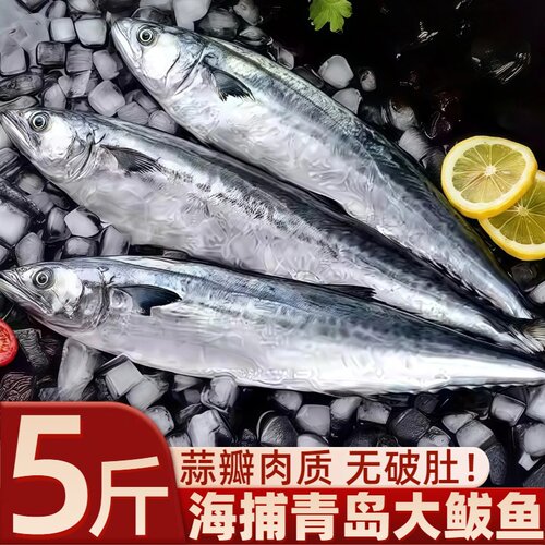 青岛大鲅鱼马鲛鱼无冰野生海鱼
