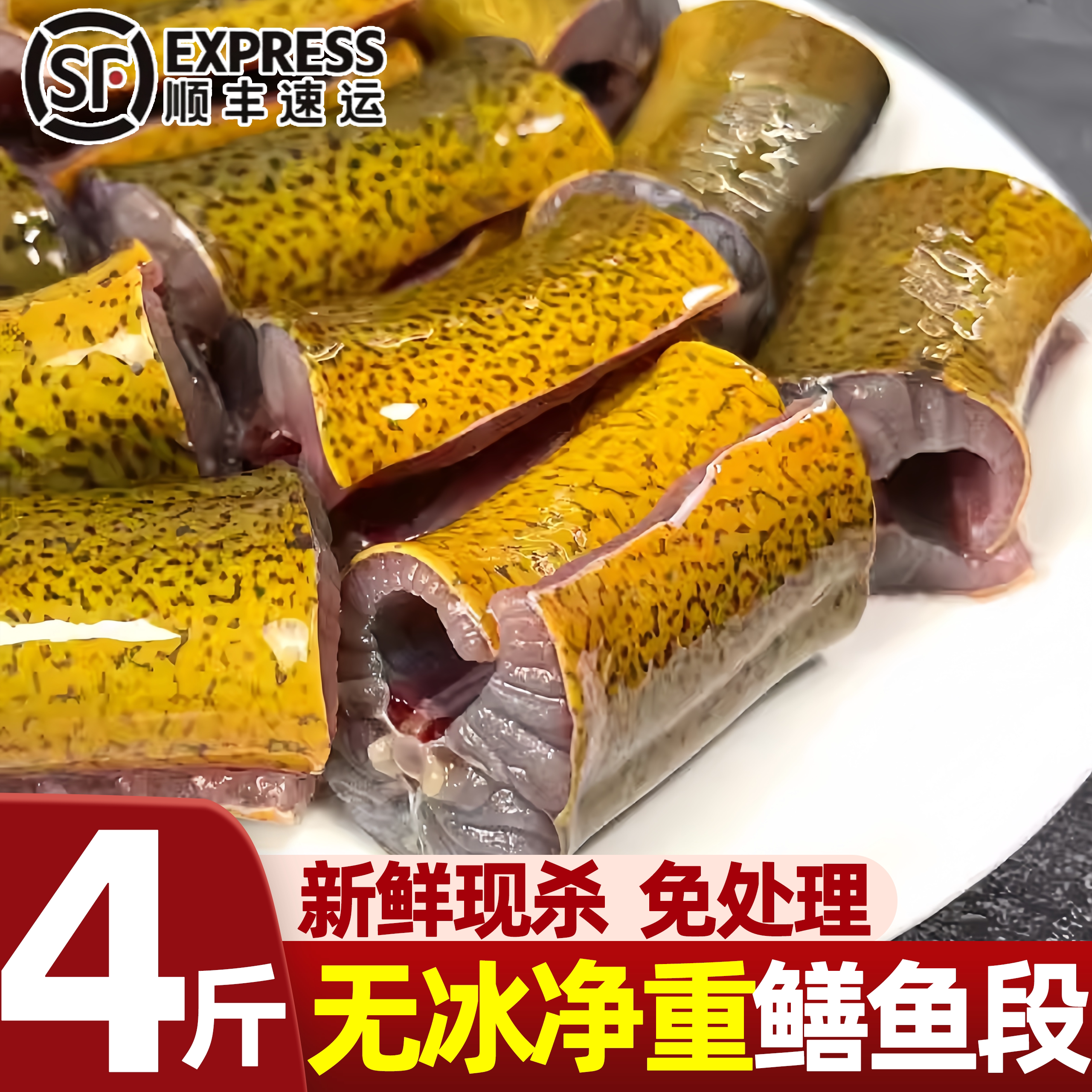 郑州现杀去头内脏黄鳝段批发