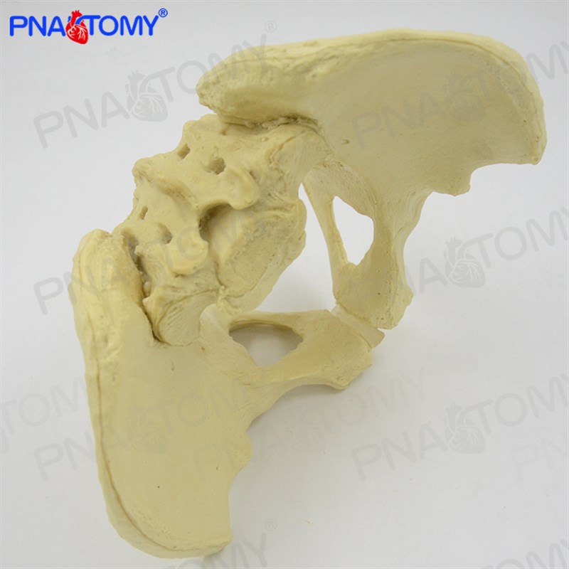 创伤骨科手术器械植入演示sawbone人体骨盆髋骨骼骨模型钉板骨
