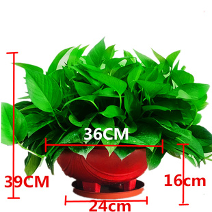大盆绿萝盆栽室内特大垂吊客厅绿箩长藤款 家用去甲醛吊兰吸水植物