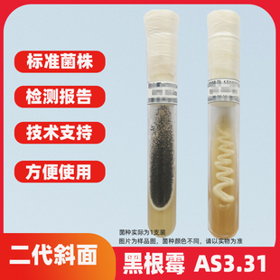黑根霉 新品 AS3.31二试管斜面培养基菌株质控标U准菌株菌种霉