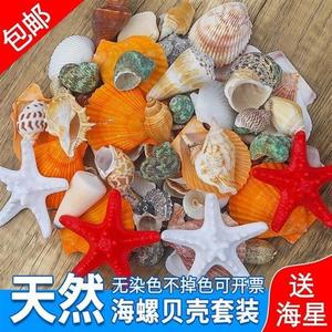 天然贝壳海螺海星鱼缸造景手工diy打孔漂流瓶装饰卷贝鱼寄居蟹壳