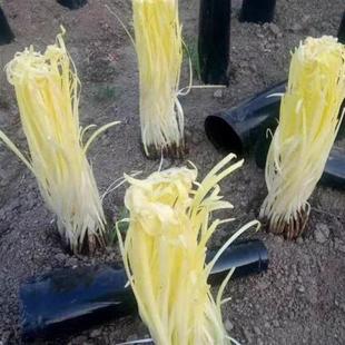 加厚韭黄黑色罩筒韭黄遮阳罩韭黄隔光筒韭黄软化筒韭黄种植套筒