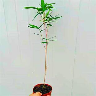 正宗小琴丝竹有竖条纹观赏竹文人竹孝顺竹子苗德艺兰园老桩盆景竹