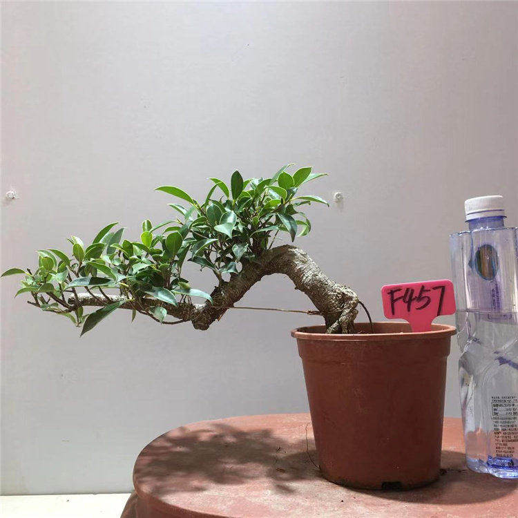 极速新虎皮榕盆景 树桩虎斑榕树金钱气根悬崖式临水式抱石水陆造