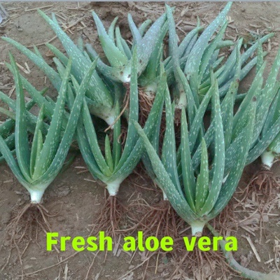 极速500g Fresh aloe vera moisturizes the skin Repair sunburn