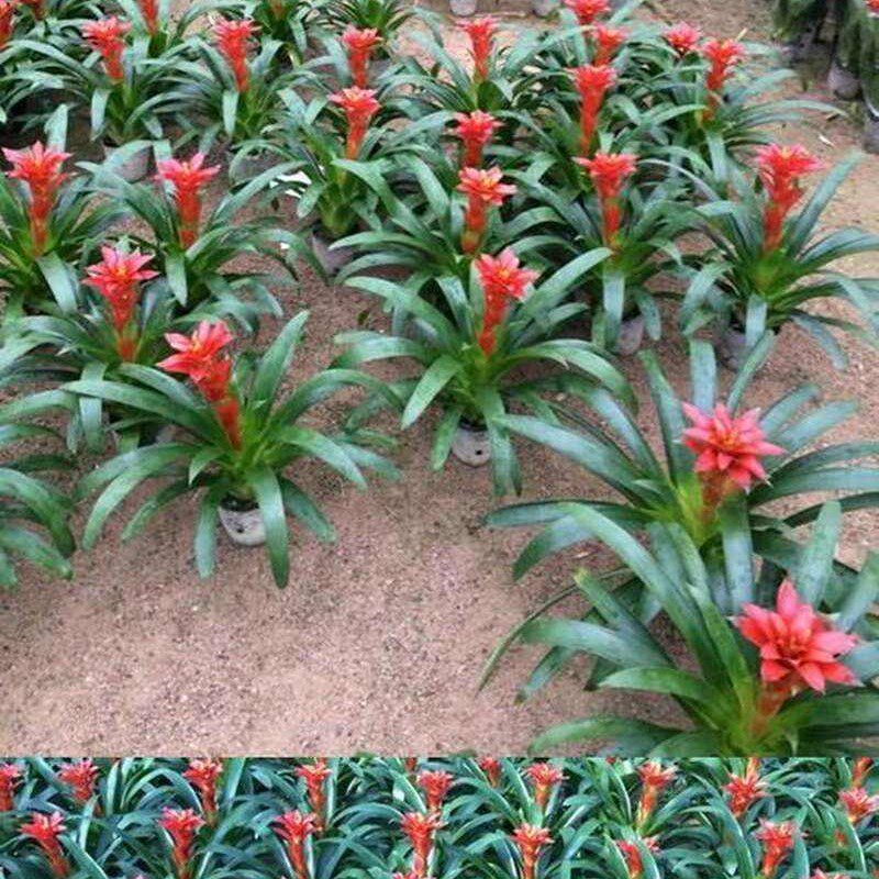 极速红运当头大盆景真花卉植物花红星凤梨绿掌带盆招财福禄旺宅易