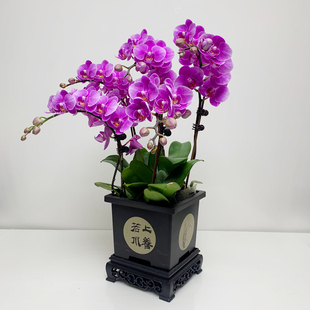 带花苞浓香型蝴蝶兰送花盆绿植花卉盆栽浓香兰花多花剑节日礼物品