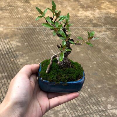 极速水杨梅老桩盆景花卉盆栽桌摆微型绿植老桩奇形怪桩细水团水培