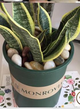 鱼缸彩石大鱼缸池水草缸养乌龟小石子小石粒铺底花瓶里的花盘原石