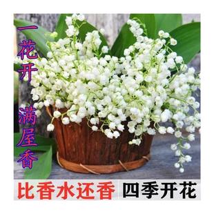 冬天不怕冻的花绿植盆栽铃兰花室外耐寒耐热四季开花植物耐冻花卉