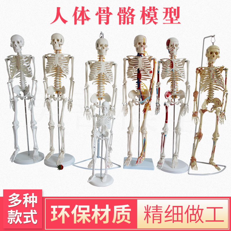 人体骨骼骨架模型成人骨骼脊椎分椎间盘关节医学标准教学全身模型