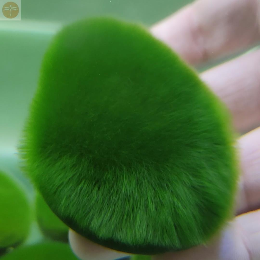 长绒藻绿藻藻种藻石藻球短绒藻绿藻苏虾藻鱼缸绿藻绿苔种水草净化