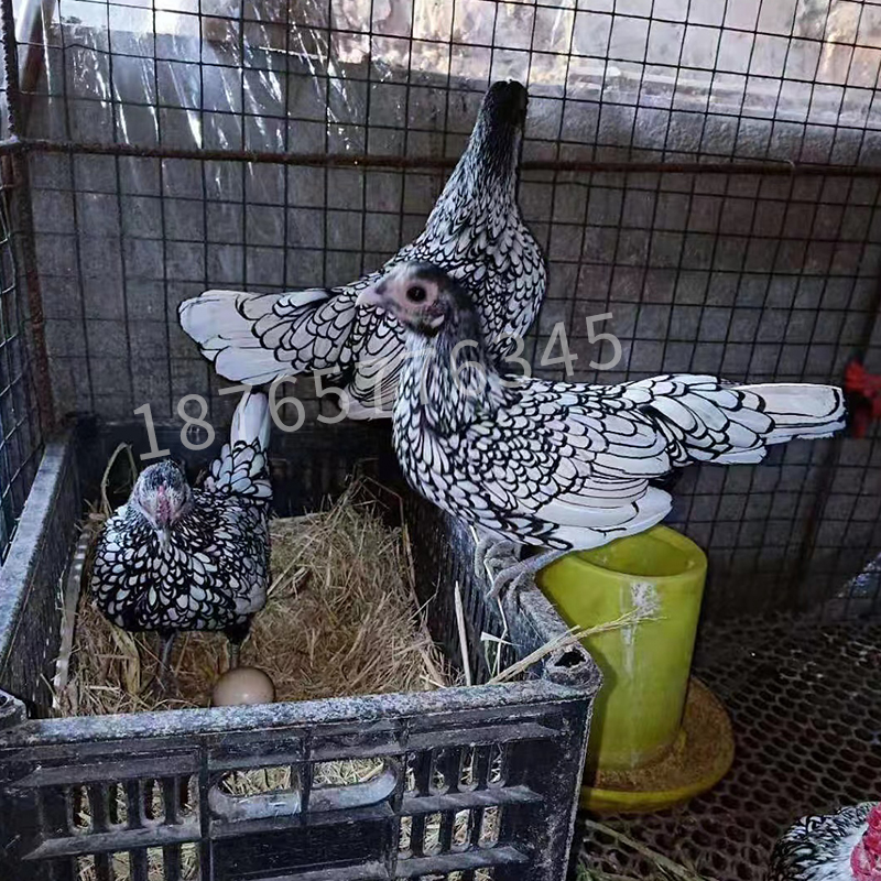进口波兰鸡蛋受精蛋可孵化宠物鸡包纯种颜色混搭一枚装观赏鸡种蛋