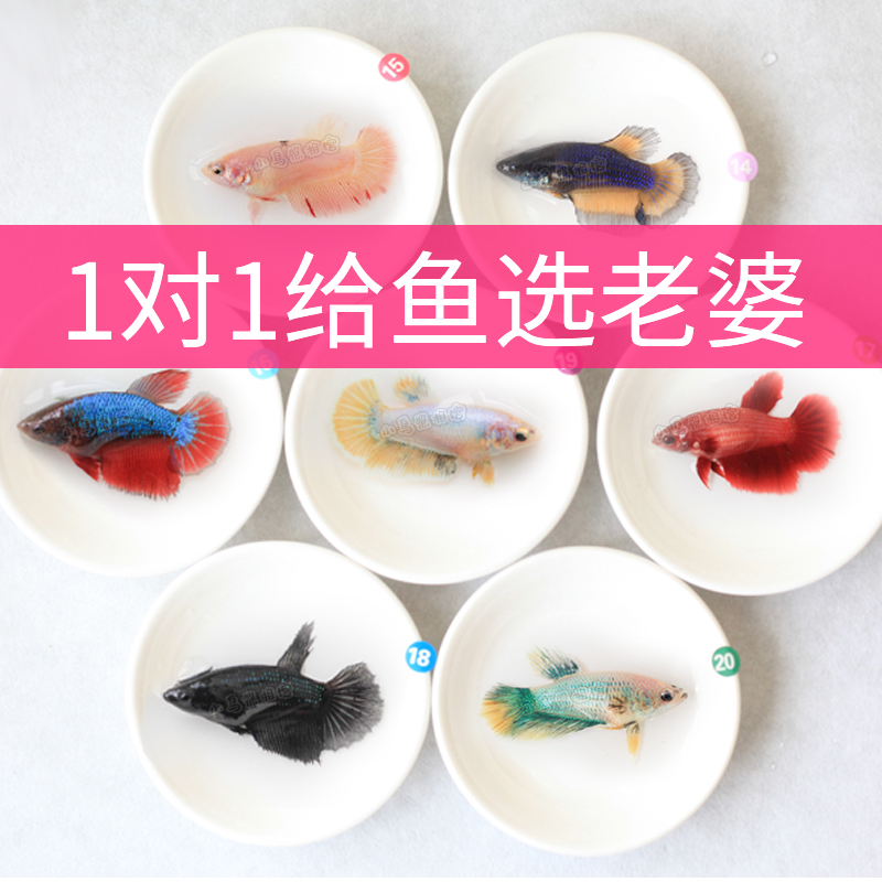 泰国母斗鱼观赏鱼抱卵可群养繁殖半月仙女浅粉色系1对1可挑选