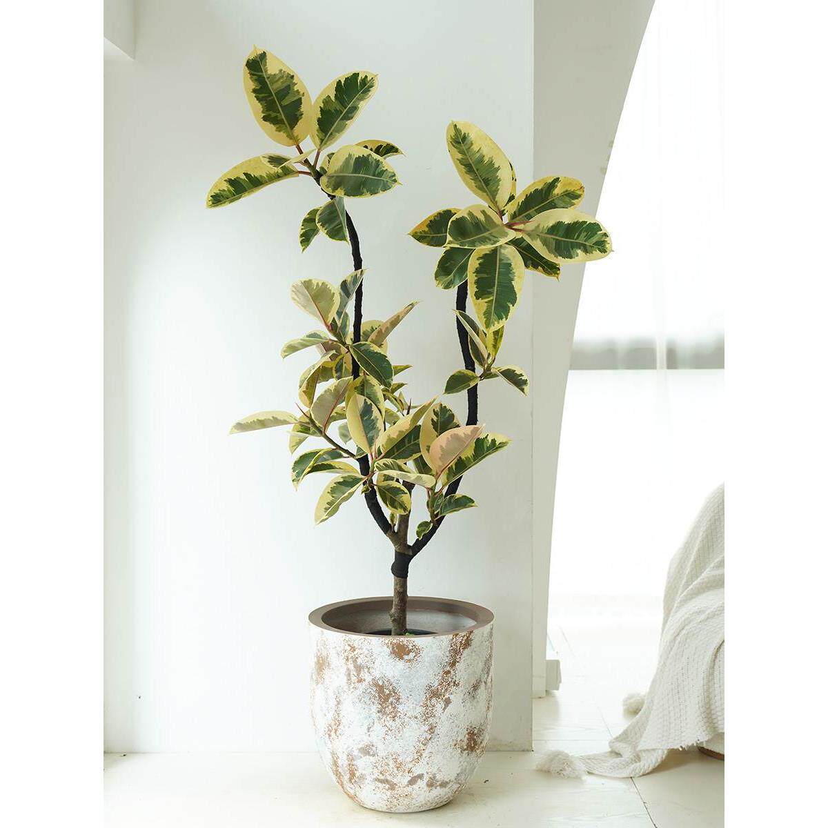 花叶油画橡皮树花金刚客厅盆栽大型观叶真绿植办公室好养吸甲醛