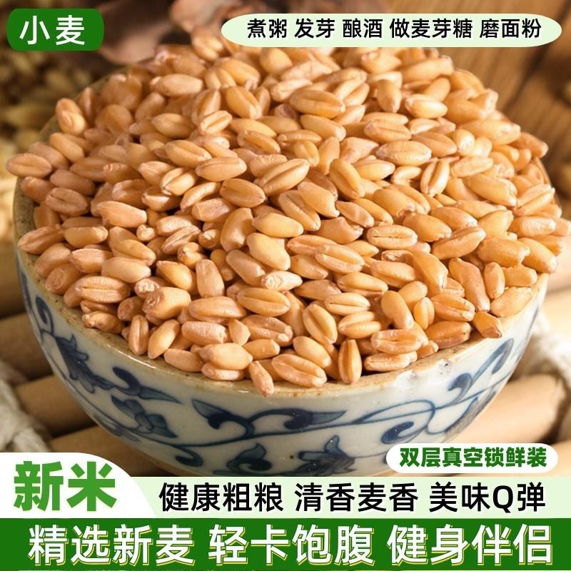 带皮小麦米仁新货农家发小麦苗芽麦草食用磨面颗粒发芽榨汁麦芽糖