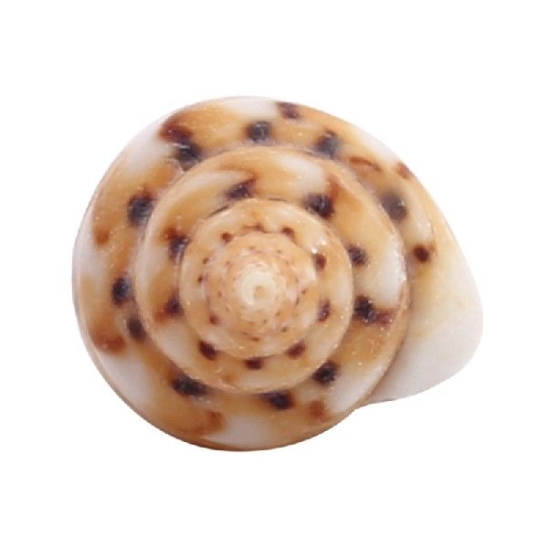 4X About 1300-1500 Tiny Sea Shell Ocean Beach Spiral