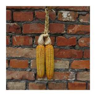 五谷丰登挂饰农家乐干玉米棒子农作物装饰玉米穗带皮真玉米串挂件