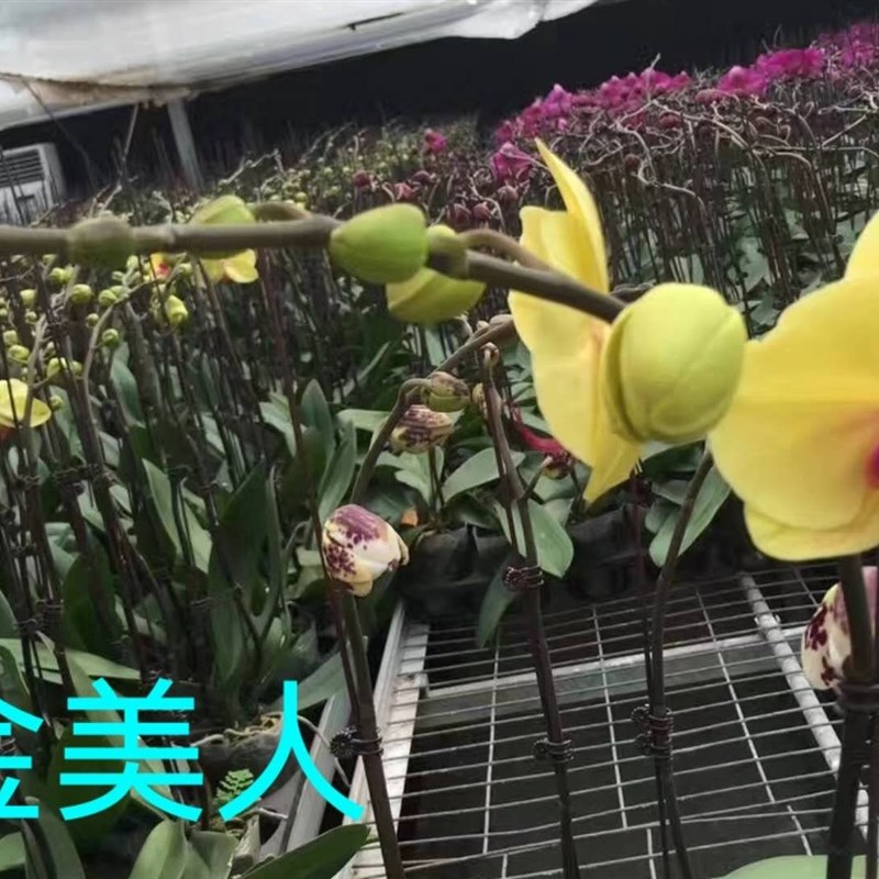 蝴蝶兰2.8寸花苗好养室内兰花保证对版大白V3不对包赔 满48包邮