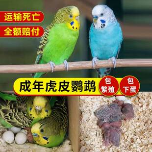 厂家蓝皮b绿虎皮绿皮虎皮鹦鹉活鸟成年鹦鹉白皮蓝虎皮黄虎皮会学