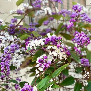新品小椿日和 哈登柏豆 Hardenbergia 澳洲紫藤 四季常绿爬藤花卉
