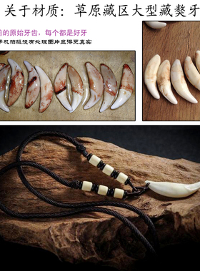 新款大獒牙5.2厘米 真狗牙齿本命年狼牙项链男女个性吊坠饰品礼物