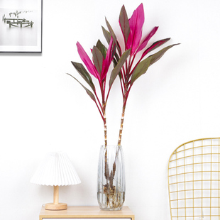 快速发货水培植i物紫竹鸿运当头老桩带根富贵竹朱蕉水培水养绿植