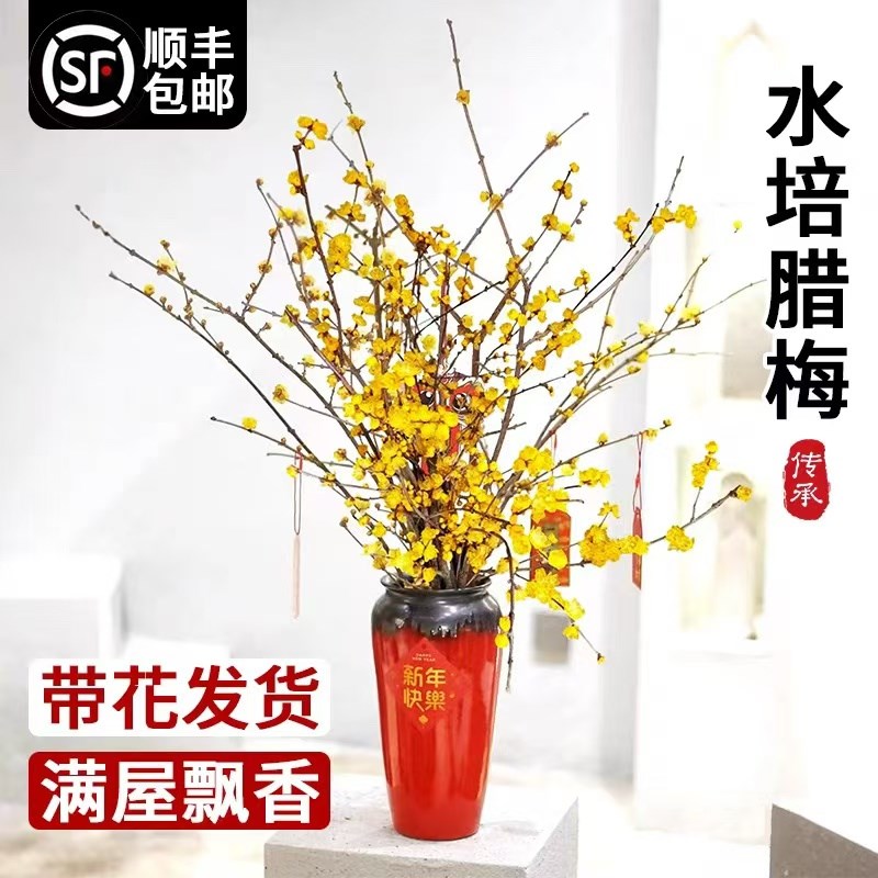 速发水培植物腊香鲜切花干枝雪柳水养花满屋飘束珍珠李花卉花梅水