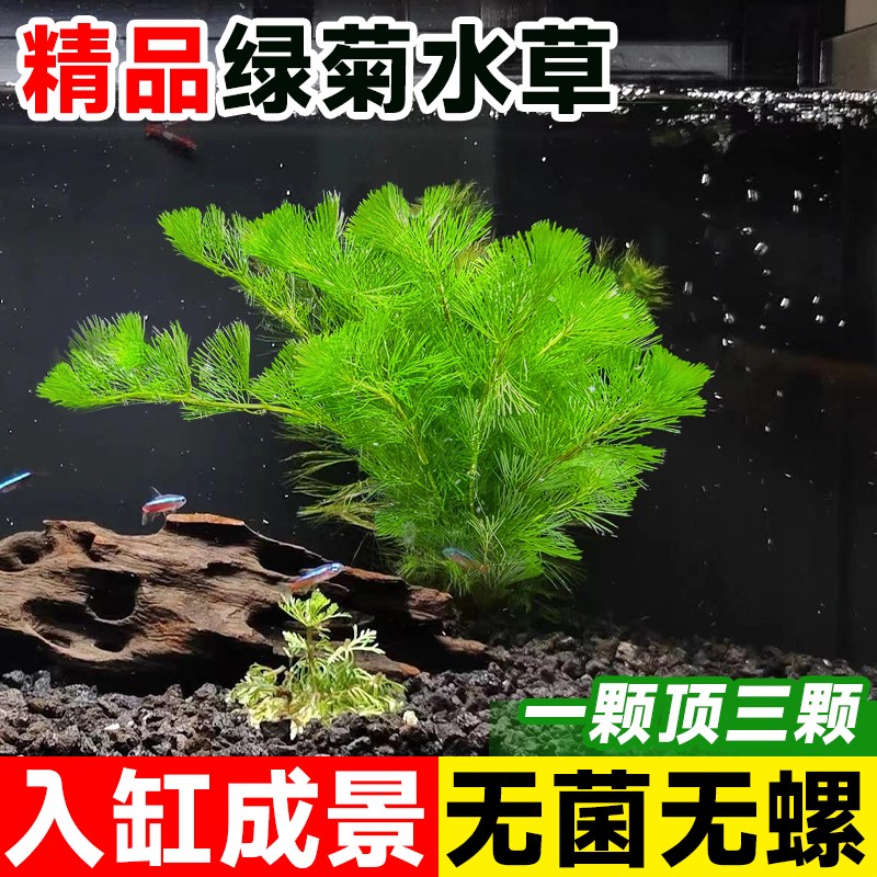 速发绿菊水草坨鱼缸造景懒人植物环化水质沉底净蜈蚣草淡水氧造中