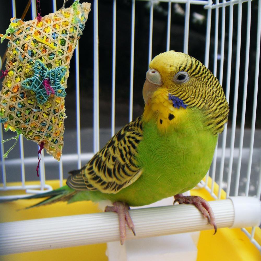 现货速发Prots ys Ad Bird Acceories  Pet y Swig Stad