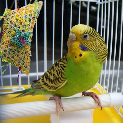 现货速发Prots ys Ad Bird Acceories  Pet y Swig Stad