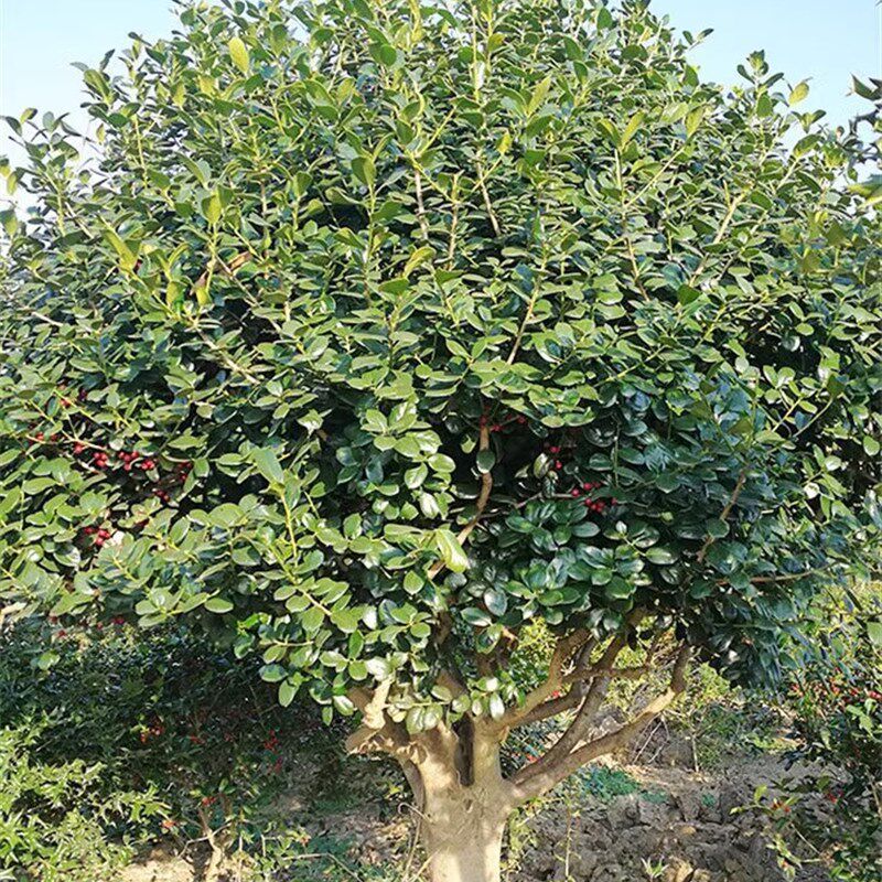 现货速发无刺枸骨球无刺枸骨鸿运果树四季常青北方庭院花卉耐寒绿