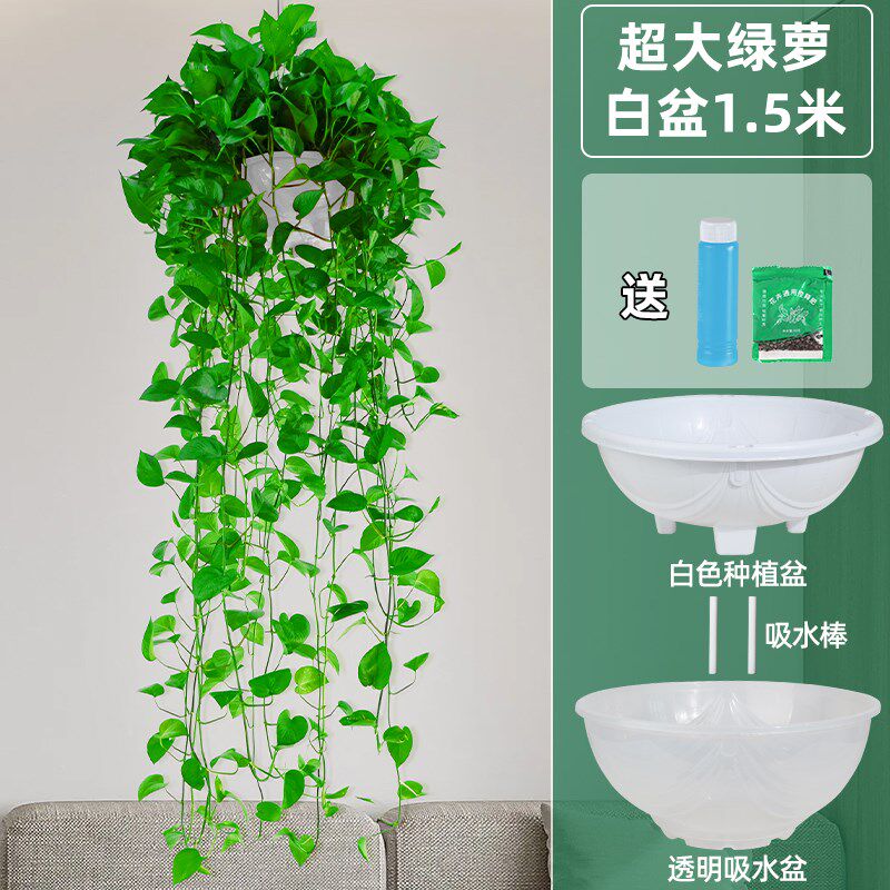 现货速发长藤垂吊绿萝盆栽室内吸除甲醛植物墙好养大绿箩吊兰超长