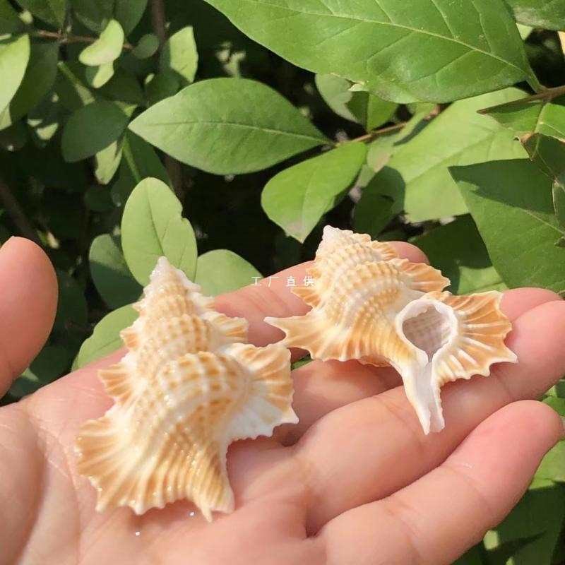 速发贝居海标碟翼螺螺本螺寄居蟹替换壳鱼缸水族装饰品家壳摆件