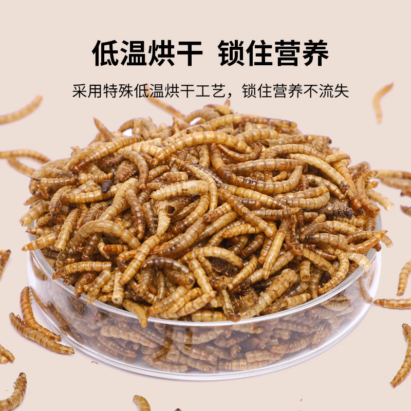 速发面包虫干黄粉虫幼虫子金龙鱼乌龟角蛙鹦鹉八哥小鸟食物饲料虫