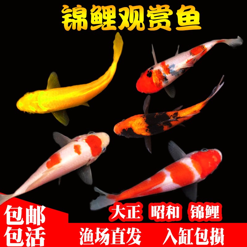 速发红鱼锦鲤活鱼纯种德系锦鲤鱼活白草冷水观赏鱼和大正