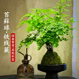 速发水线蕨苔藓球大绿铁线蕨盆栽吸铁盆水培迷雾森林办公室室内颗