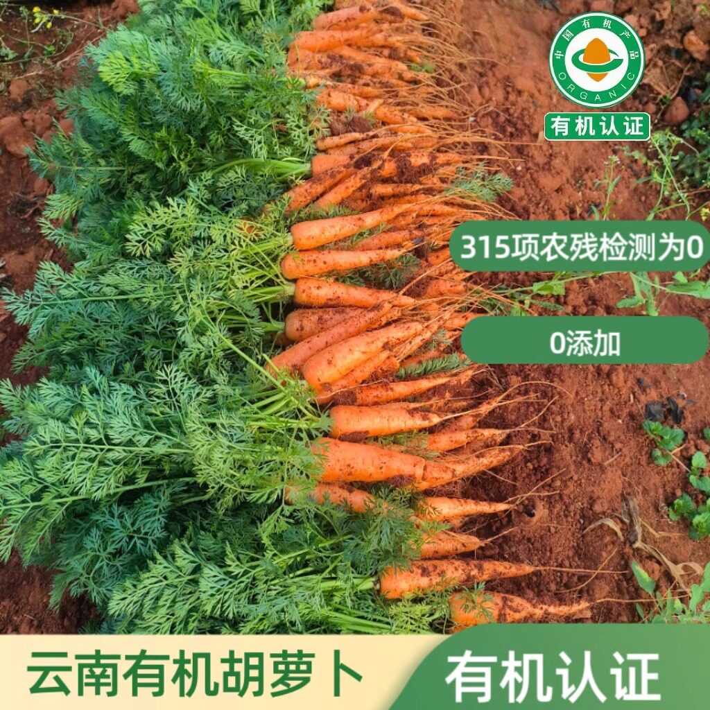 云南高原有机胡萝卜新鲜甜脆萝卜宝宝辅食炖汤非转基因老品种萝卜,水产肉类/新鲜蔬果/熟食,萝卜/胡萝卜,淘宝优惠券,粉丝福利购,淘宝优惠卷