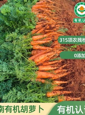 云南高原有机胡萝卜新鲜甜脆萝卜宝宝辅食炖汤非转基因老品种萝卜