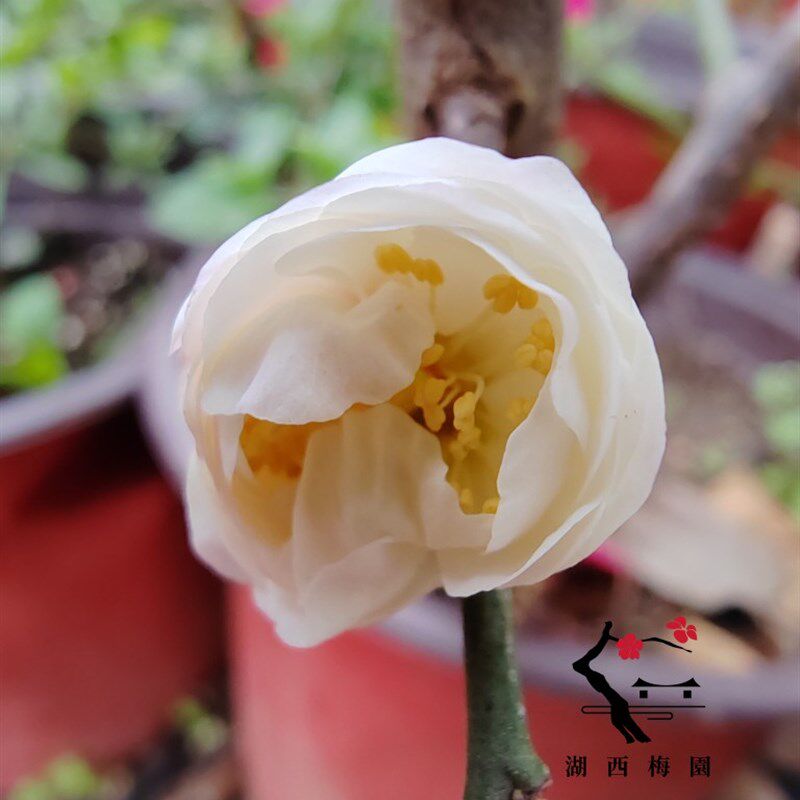 推荐【湖西梅园】101原t生素白台阁梅花扦插三年高杆精品一物一拍