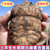 现挖新鲜天麻正宗云南昭通小草坝特产仿野生头痛脚麻原产地乌天麻