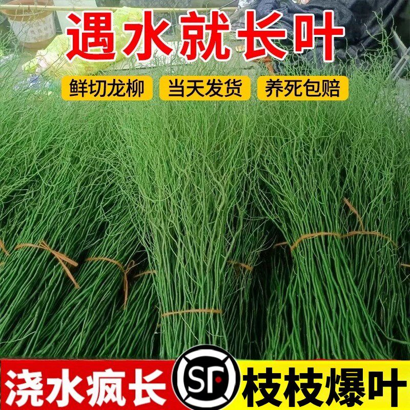 速发龙柳鲜枝水培插花客厅水培植物耐发好养绿植懒人水培植物四寒