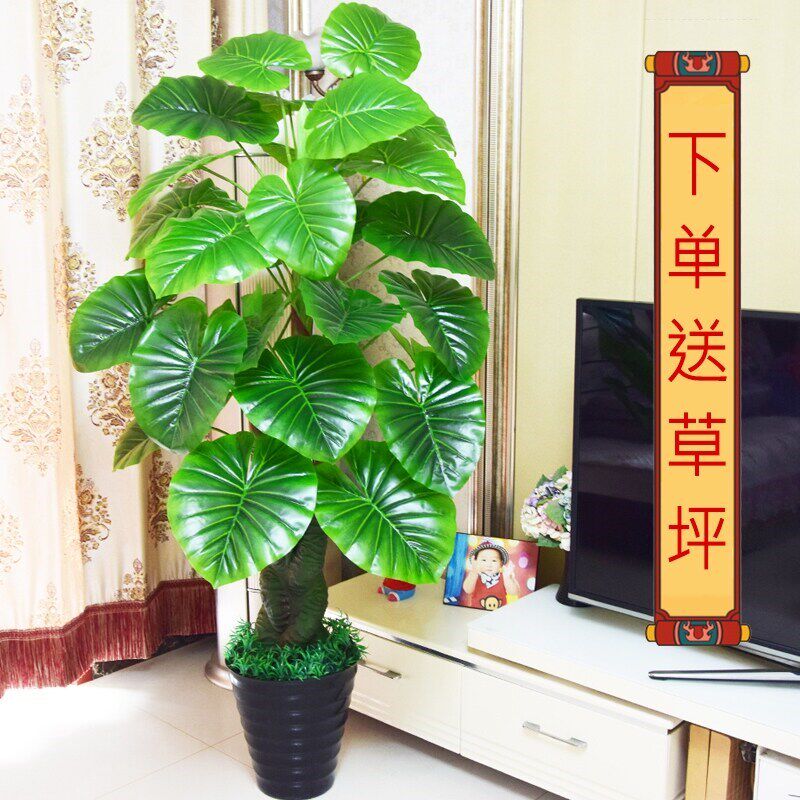 速发仿真绿植滴水观音绿色植物假花室内绿色塑料发财树客厅摆件落