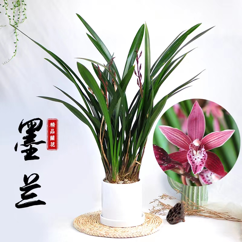 速发兰化苗名贵四季好墨兰企黑兰花苞浓香带养易活绿植花卉室内外