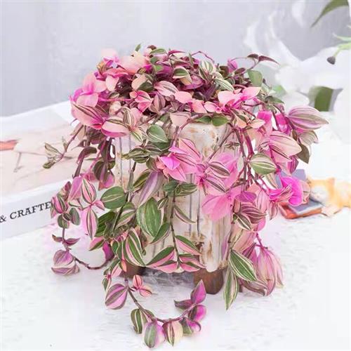 胭脂云多肉绿植物油画婚礼吊兰紫露草锦室内桌面盆栽垂吊观叶花卉