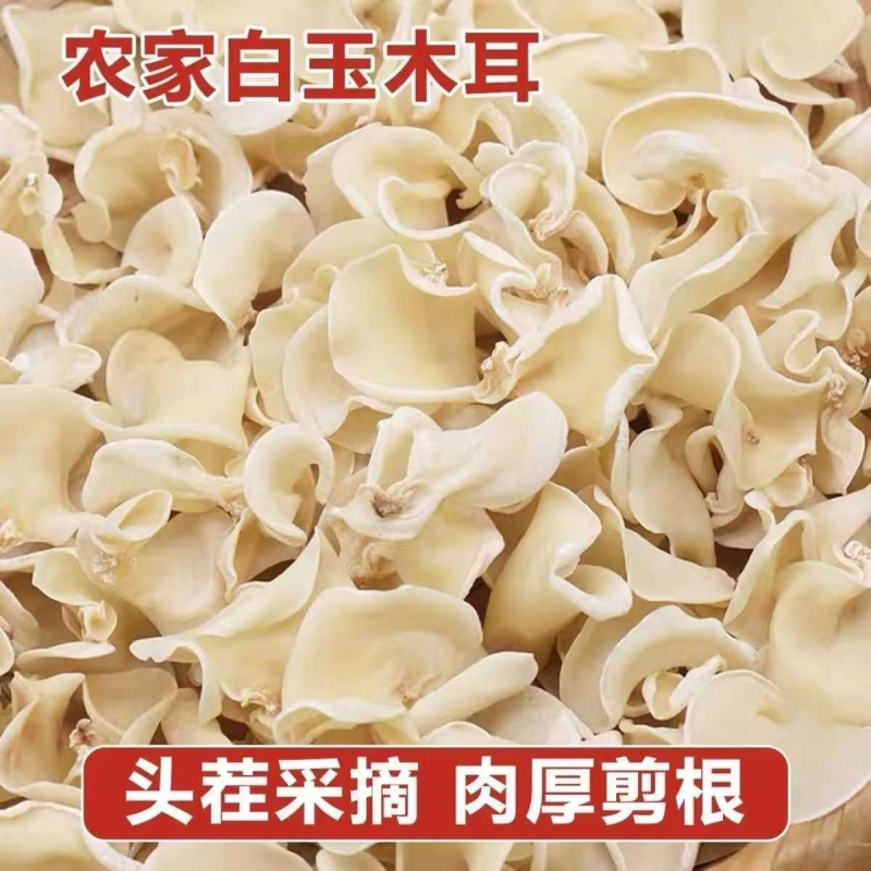 长白山大竹特产东北耳菌白玉木耳兔耳菌新货批发干货火锅食材包邮