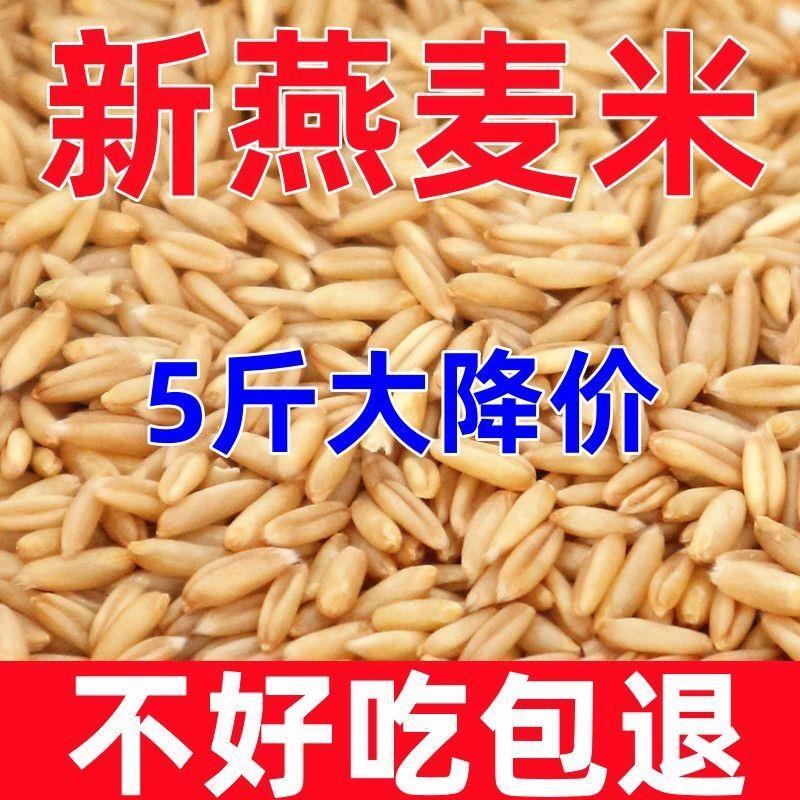 燕麦米商用长粒燕麦米燕麦仁全胚芽麦仁无干燥剂新米燕麦米仁新米