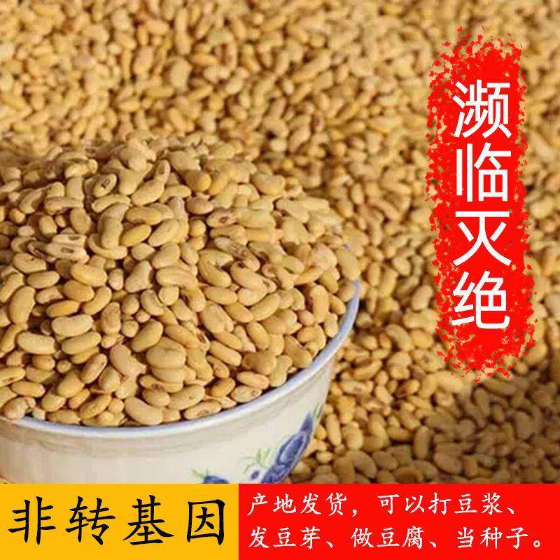 2023年新豆老品种肾形黄豆打豆浆发豆芽专用批发非转基因农家扁豆